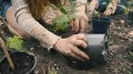 Two young children with mud on their hands, kneeling on the ground and planting seedlings into the earth from plastic pots.