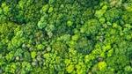 An aerial view of the rainforest featuring lush green trees