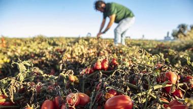 Farmer in a green t-shirt and jeans tending to the crops in a tomato field.