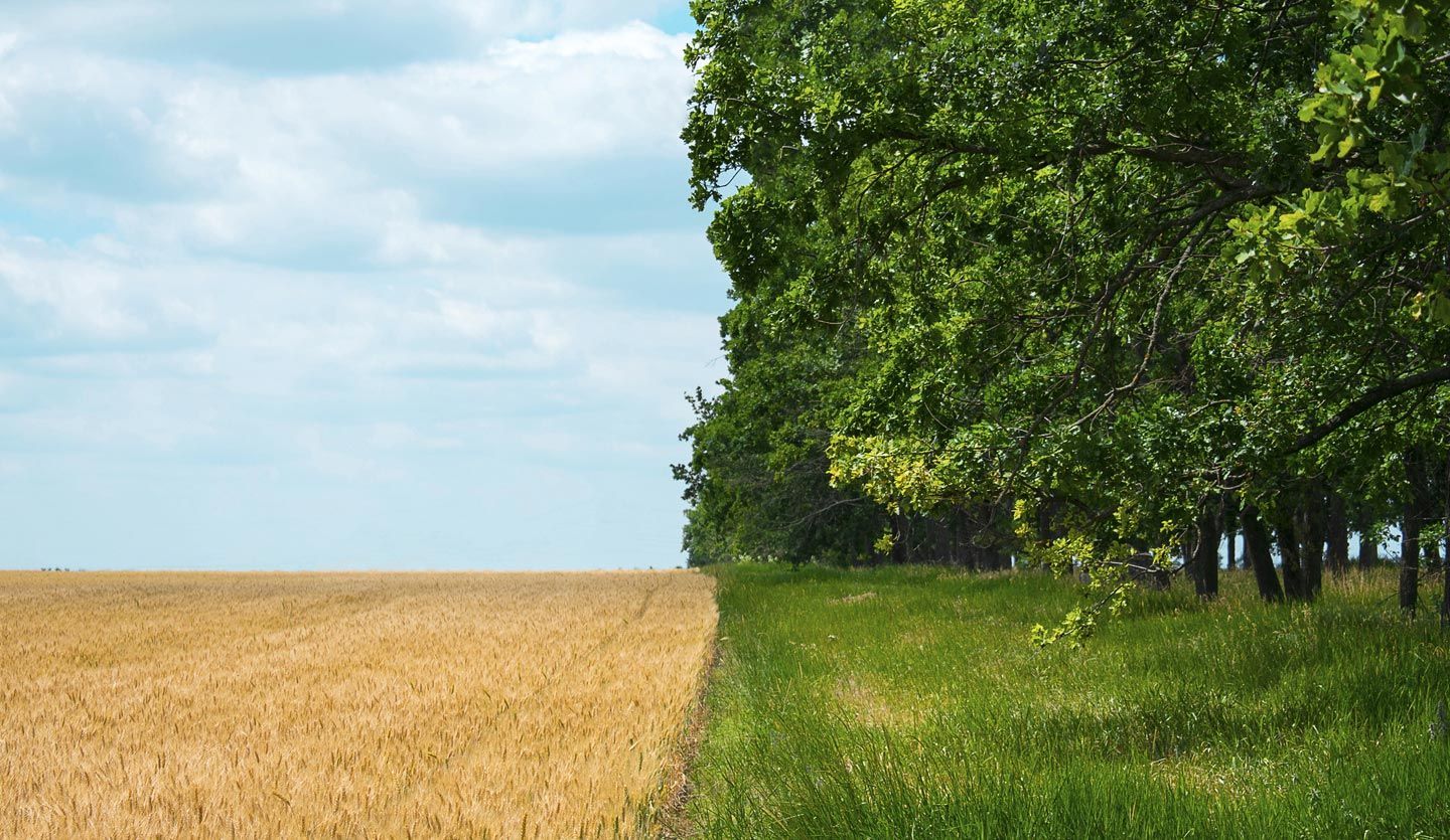 Field of crops bordering grassland lined with trees.