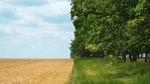 Field of crops bordering grassland lined with trees.