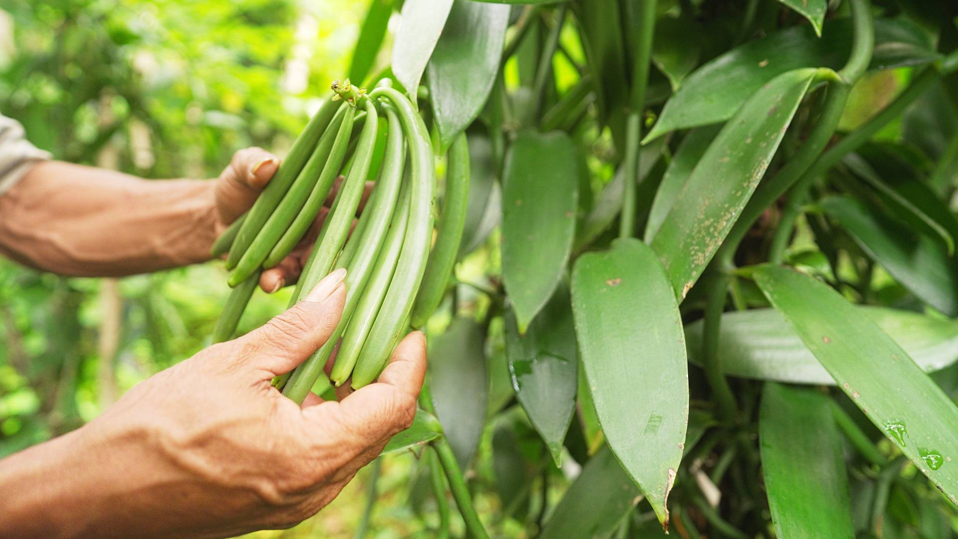 Hands of a farmer inspecting their vanilla pods before harvest