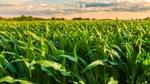 A lush, green cornfield under a partly cloudy sky with trees in the background.